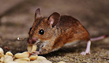 24 Hour & Emergency Exterminators in Superior, WV